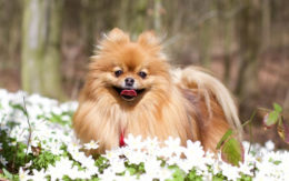 Pomeranian Boo Köpek Cinsi Özellikleri Ve Bakımı