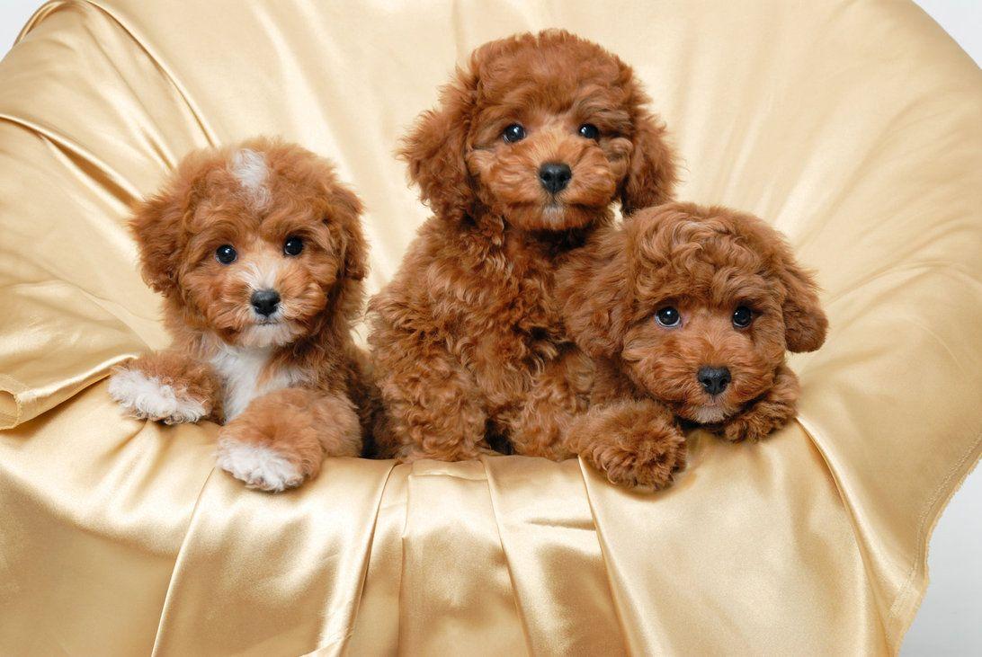 Süs Köpeği Cinsleri Ve Özellikleri KöpekBilgi