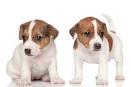 Jack Russell Terrier Köpek Irkı Özellikleri Ve Bakımı