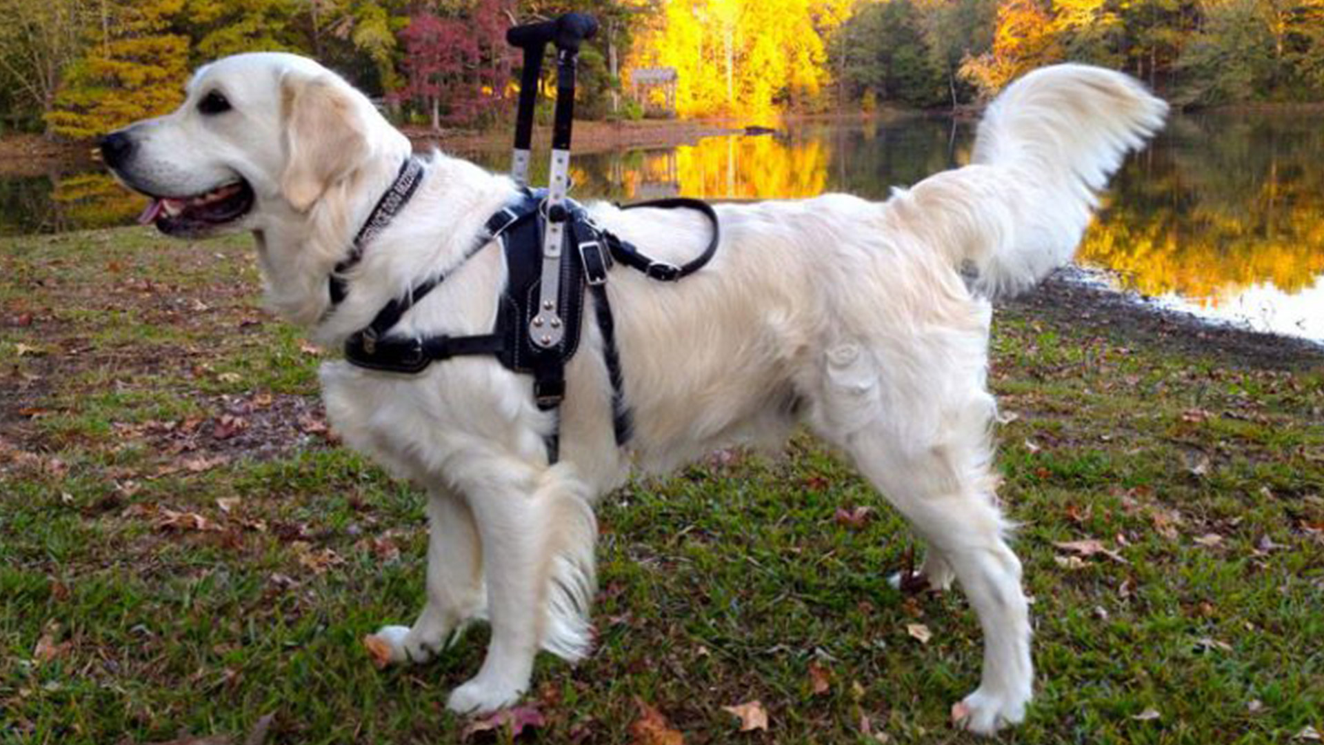 Köpeklerde Denge Kaybı Nedenleri, Tedavi Yolları KöpekBilgi