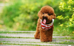 Toy Poodle Köpek Cinsi Özellikleri Ve Bakımı