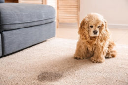 Köpek İdrarı Temizleme, Köpek Çişi Nasıl Temizlenir?