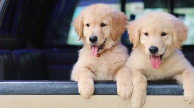 köpeklerde regl dönemi psikolojisi