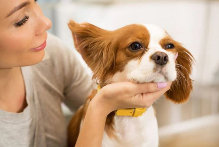 Yavru Köpeklerde Uyuz Tedavisi, Uyuz Belirtileri KöpekBilgi
