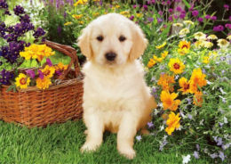 Golden Retriever İsimleri: Golden Köpek İsimleri