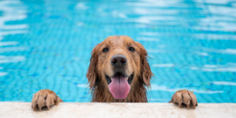 Köpekler Yüzebilir mi? Köpekler Ne Zaman Yüzer?