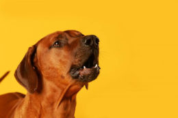 Köpeklerde Aşırı Havlama: Köpekler Neden Havlar?