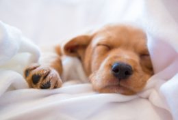 Köpeklerde Çok Uyuma Normal mi? Köpekler Neden Çok Uyur?