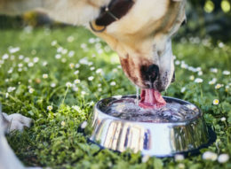 Köpeklerde Dehidrasyon Belirtileri Nelerdir?