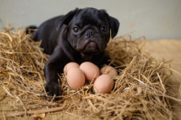 Köpeklerin Yumurta Yemesi Faydalı mı?