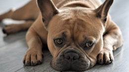 Köpeklerde Yüz Şişmesi Nedenleri