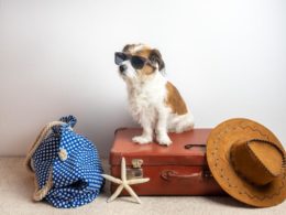 Köpek Pasaportu Nasıl Çıkartılır? 2022 Köpek Pasaport Ücretleri