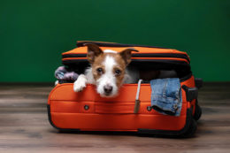 Köpekle Yurt Dışı Seyahati Nasıl Yapılır
