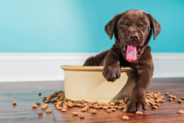 Köpek Beslerken Yapılan Hatalar: Sakın Bunları Yapmayın
