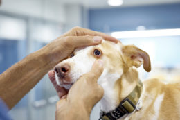 Köpeklerde Göz Kurdu Nedenleri ve Tedavi Yolları