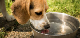 Köpekler Su İçmeden Ne Kadar Süre Dayanabilir?