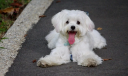 Yavru Maltese Terrier Bakım İpuçları