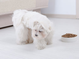 Maltese Terrier Beslenmesi Nasıl Olmalı