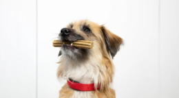 Köpeklerde Diş Eti Kanaması Neden Olur?