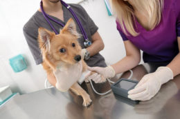 Köpeklerde İdeal Kan Basıncı Nasıl Olmalı
