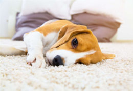 Köpeklerde Pankreas Kanseri Belirtileri, Tedavisi