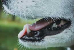 Köpekler Diş Çıkarırken Ne Yapmalı?