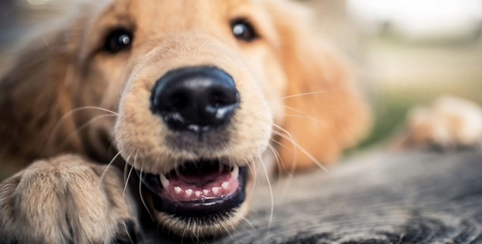 Köpekler Diş Çıkartırken Nasıl Eğitim Verilir?