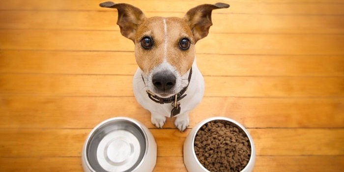 Köpekler Hastayken Ne Kadar Süre Yemek Yemeden Durabilirler?