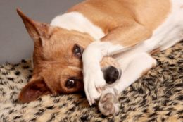 Köpeklerde Cushing Sendromu Belirtileri Nelerdir?