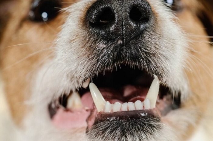 Köpeklerde Diş Çıkartma Dönemi Ne Kadar Sürer?