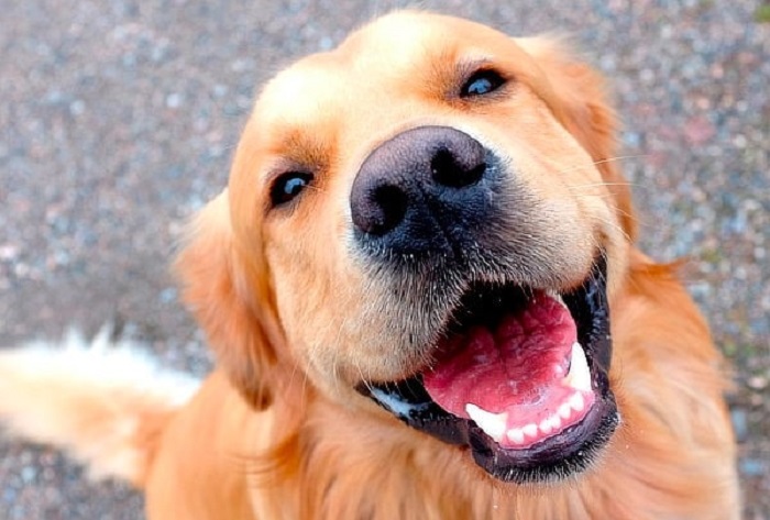 Köpeklerde Diş Dökülme Süreci Nasıldır?