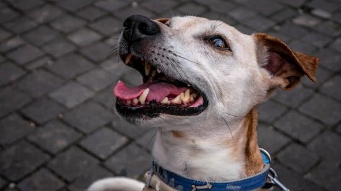 Köpeklerde Diş Eti Hastalığı Belirtileri Nelerdir?