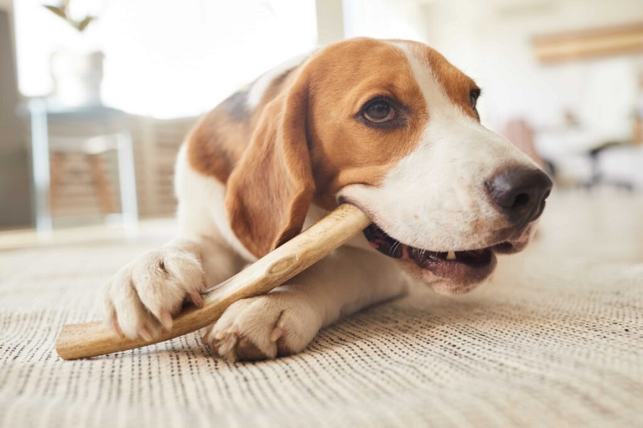 Köpeklerde Diş Eti Hastalığı Neden Olur?