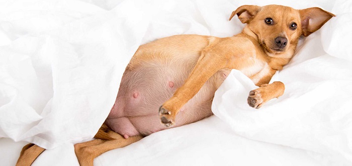 Köpeklerde Doğum Komplikasyonları Nelerdir?