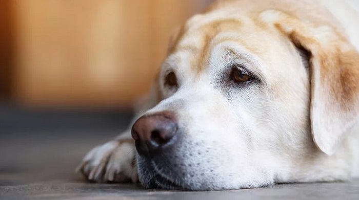 Köpeklerde Genç Hastalığı Evde Tedavisi Nasıl Yapılır? 