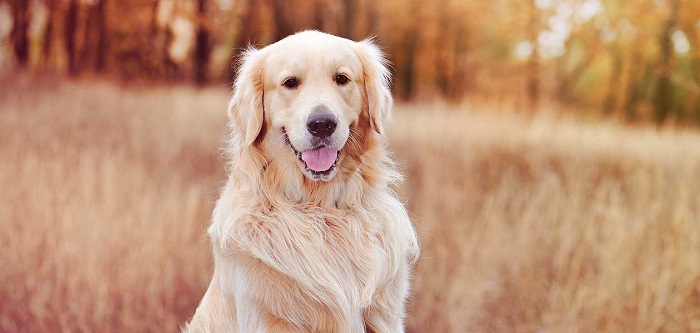 Köpeklerde Görülen Adet Süreçleri Nelerdir?