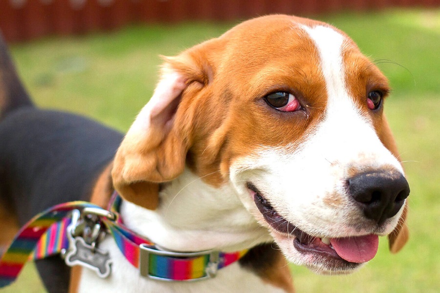 Köpeklerde Görülen Göz Hastalıkları Nelerdir?