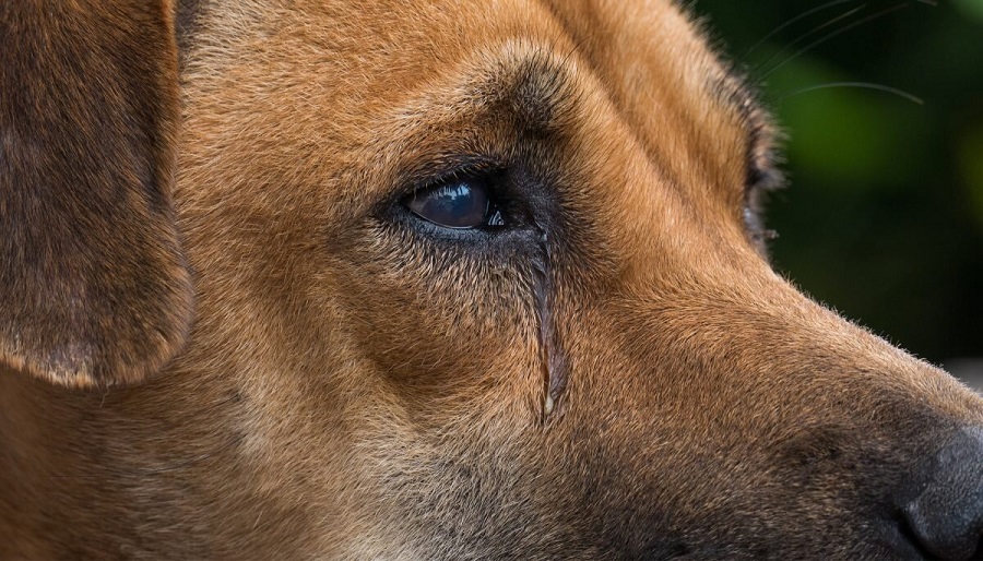 Köpeklerde Göz Akıntısı Neden Olur?