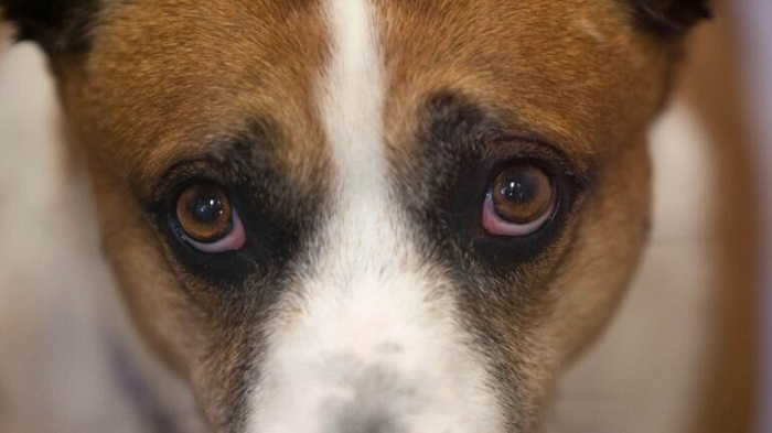 Köpeklerde Göz Enfeksiyonu Nasıl Geçer?