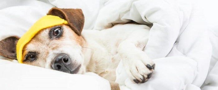 Köpeklerde Grip Nasıl Yayılmaktadır?