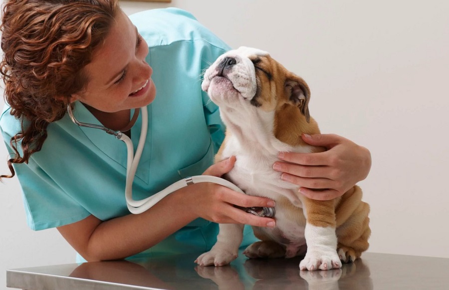Köpeklerde Kalp Hastalığı Belirtileri Nelerdir?