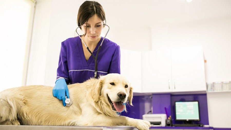 Köpeklerde Kanser Belirtileri Nelerdir?