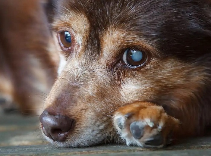 Köpeklerde Katarakt Belirtileri Nelerdir?