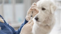 Köpeklerde Kuduz Aşısı Ne Zaman Olur?