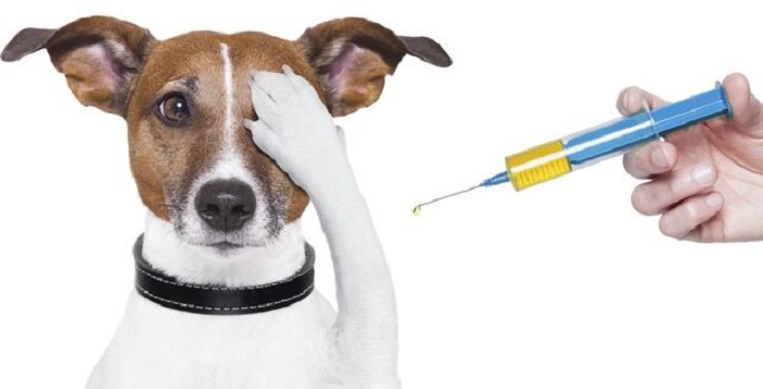 Köpeklerde Kuduz Aşısının Önemi Nedir?
