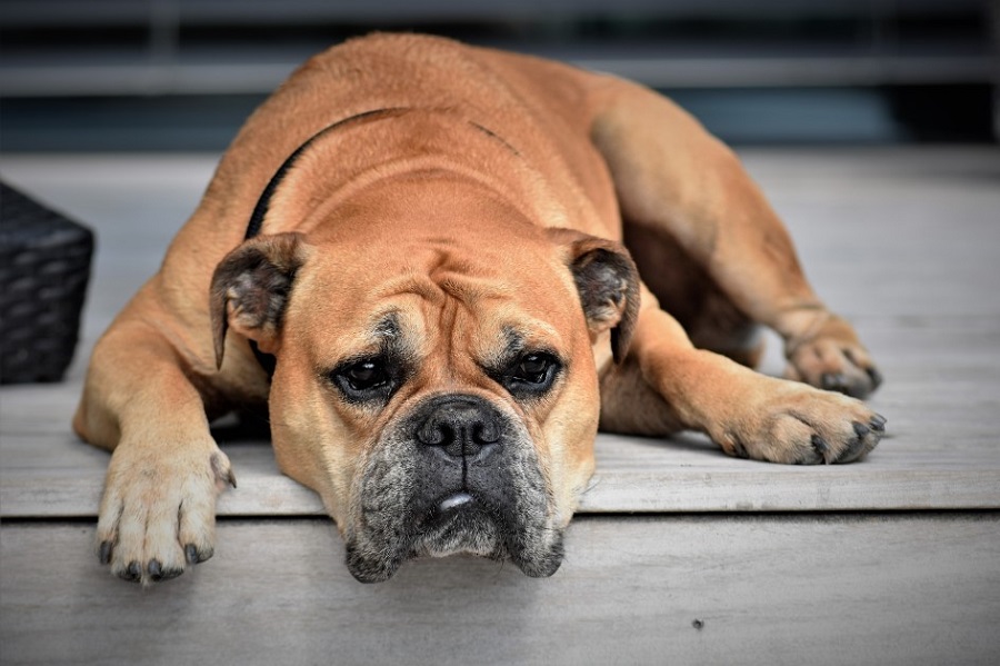 Köpeklerde Leishmania Hastalığı Nedenleri Nelerdir?