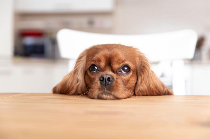 Köpeklerde Mantar Hastalığının Türleri Nelerdir?