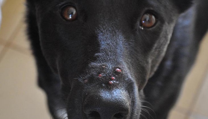 Köpeklerde Siğil Tedavisi Nasıl Gelişir?