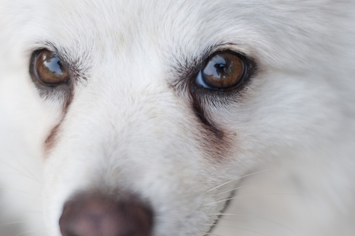 Köpeklerin Göz Akıntısı Nasıl Temizlenir?