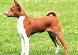 Basenji Köpek Irkı Özellikleri, Karakteri, Bakımı ve Beslenmesi